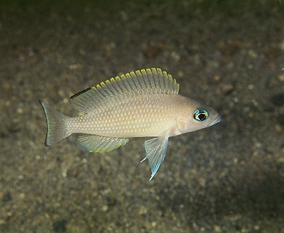 Neolamprologus leloupi 'Kanoni'